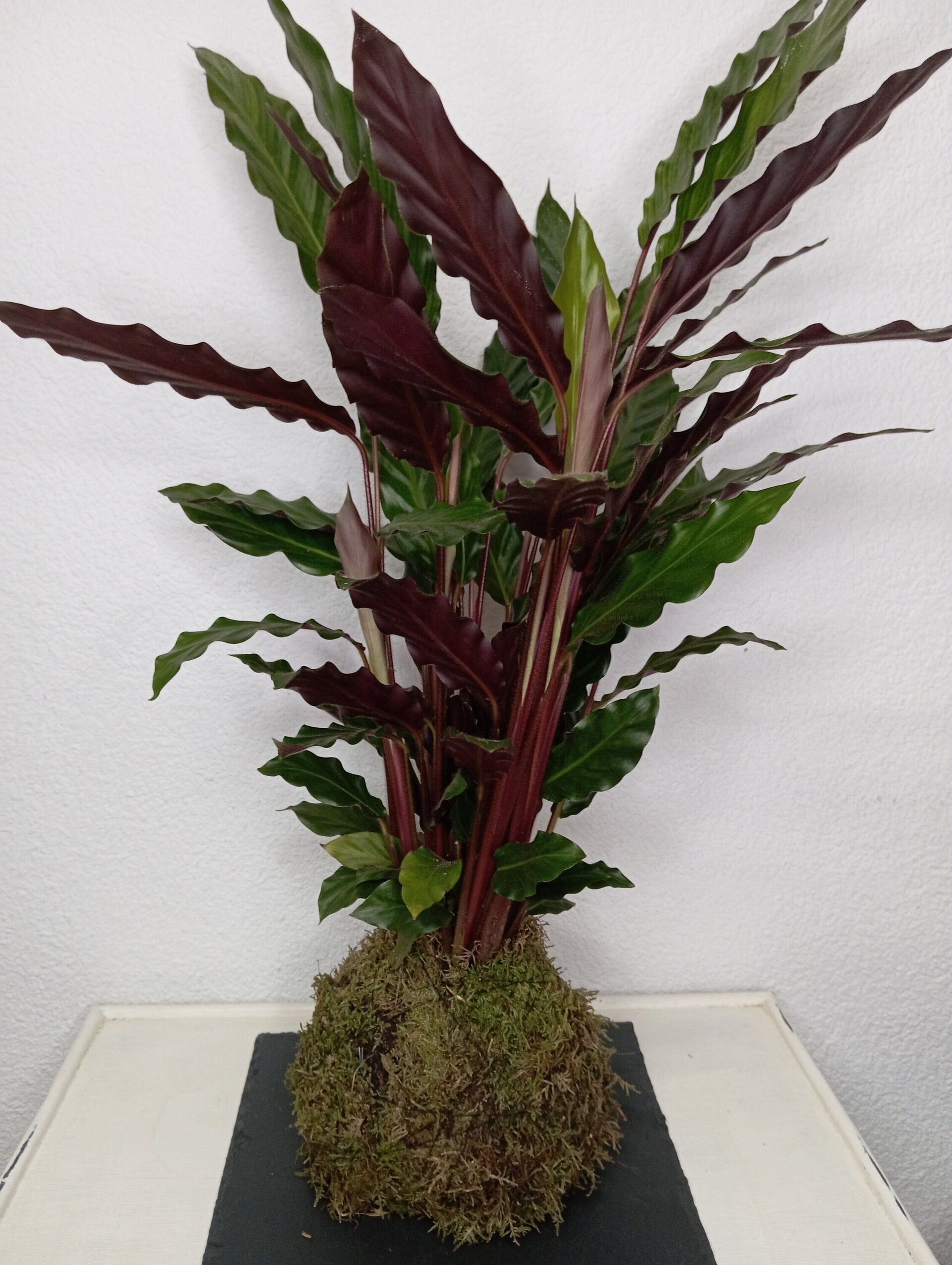 Kokedama Calatea - 2