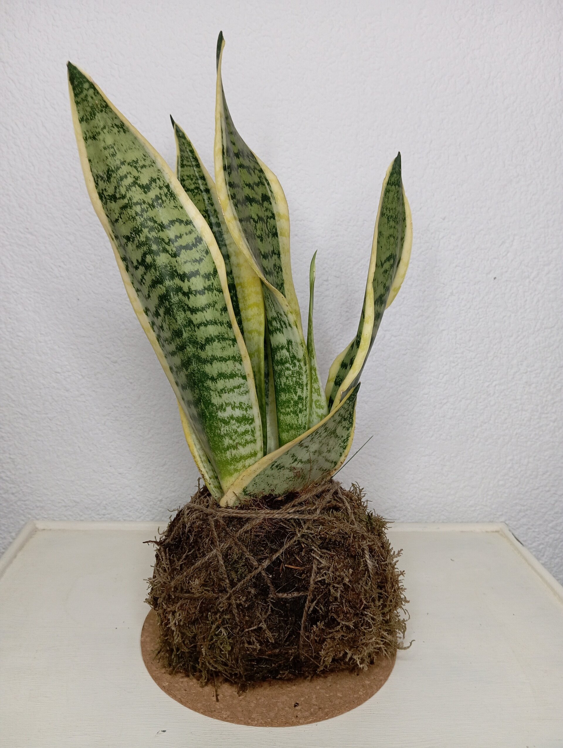 Kokedama Sansevieria - 2