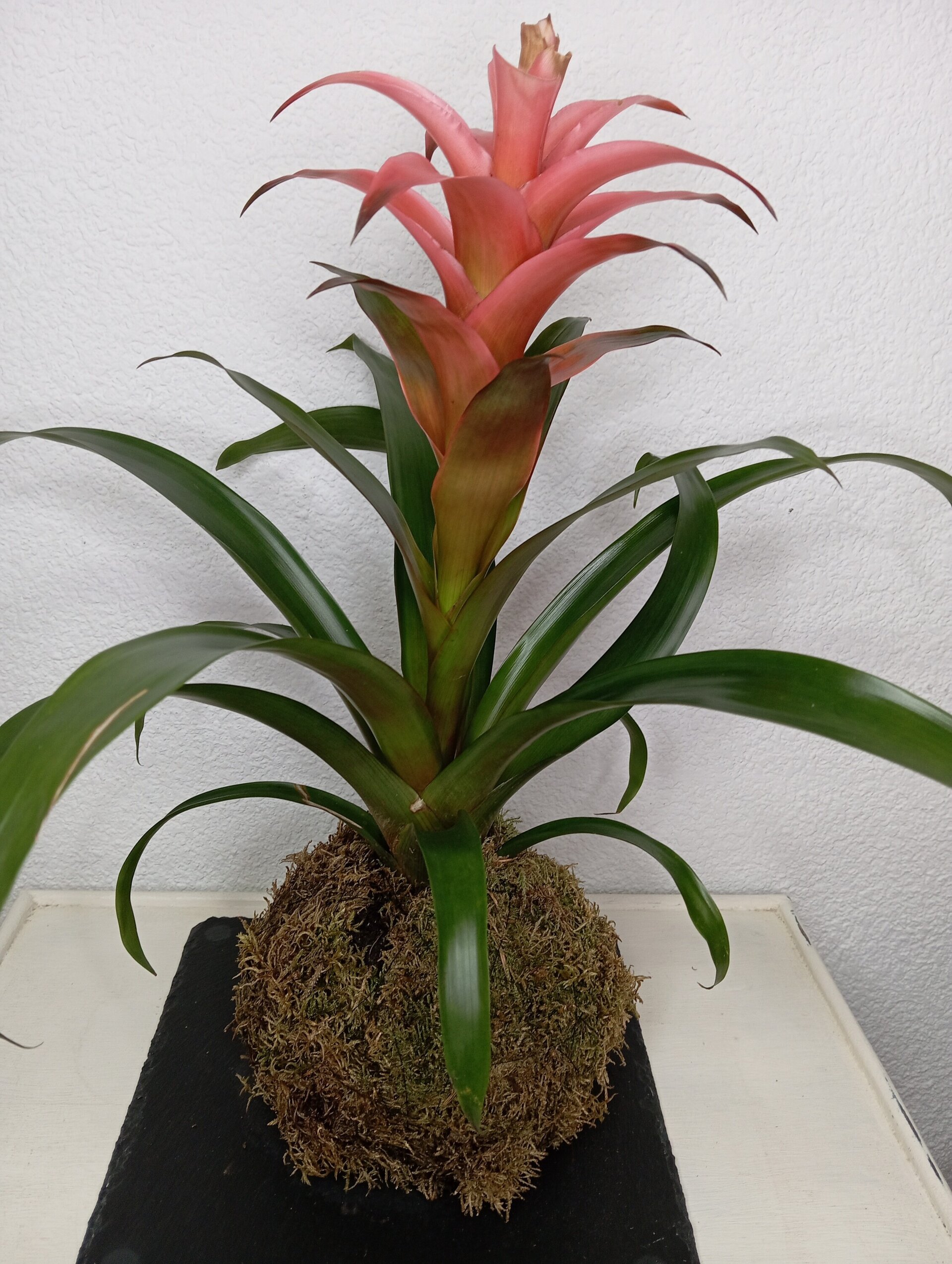 Kokedama Bromelia - 2